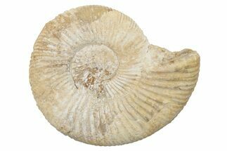 Jurassic Ammonite (Perisphinctes) Fossil - Madagascar #218810
