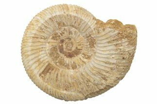 Jurassic Ammonite (Perisphinctes) Fossil - Madagascar #218823