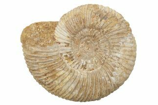 Jurassic Ammonite (Perisphinctes) Fossil - Madagascar #218830