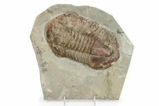 Large Asaphid (Platypeltoides) Trilobite - Fezouata Formation #232706