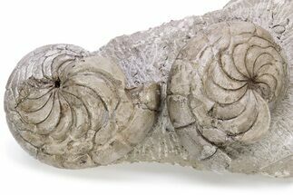 Two Fossil Nautilus (Aturia) In Limestone - Boujdour, Morocco #232738