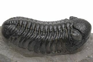 Detailed Morocops Trilobite - Very Large For Species #230484