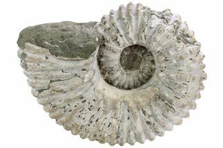 Bumpy Ammonite (Douvilleiceras) Fossil - Madagascar #232617