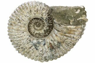 Huge, Bumpy Ammonite (Douvilleiceras) Fossil - Madagascar #232618