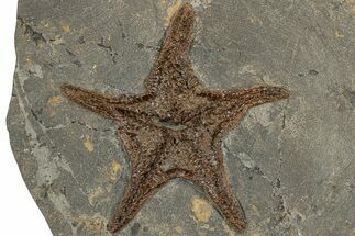 Exceptionally Preserved Fossil Starfish #232741