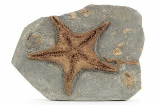 Exceptionally Preserved Fossil Starfish - Morocco #232757