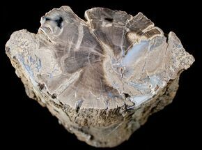 Polished Blue Forest Petrified Wood Limb ( lbs) #14051