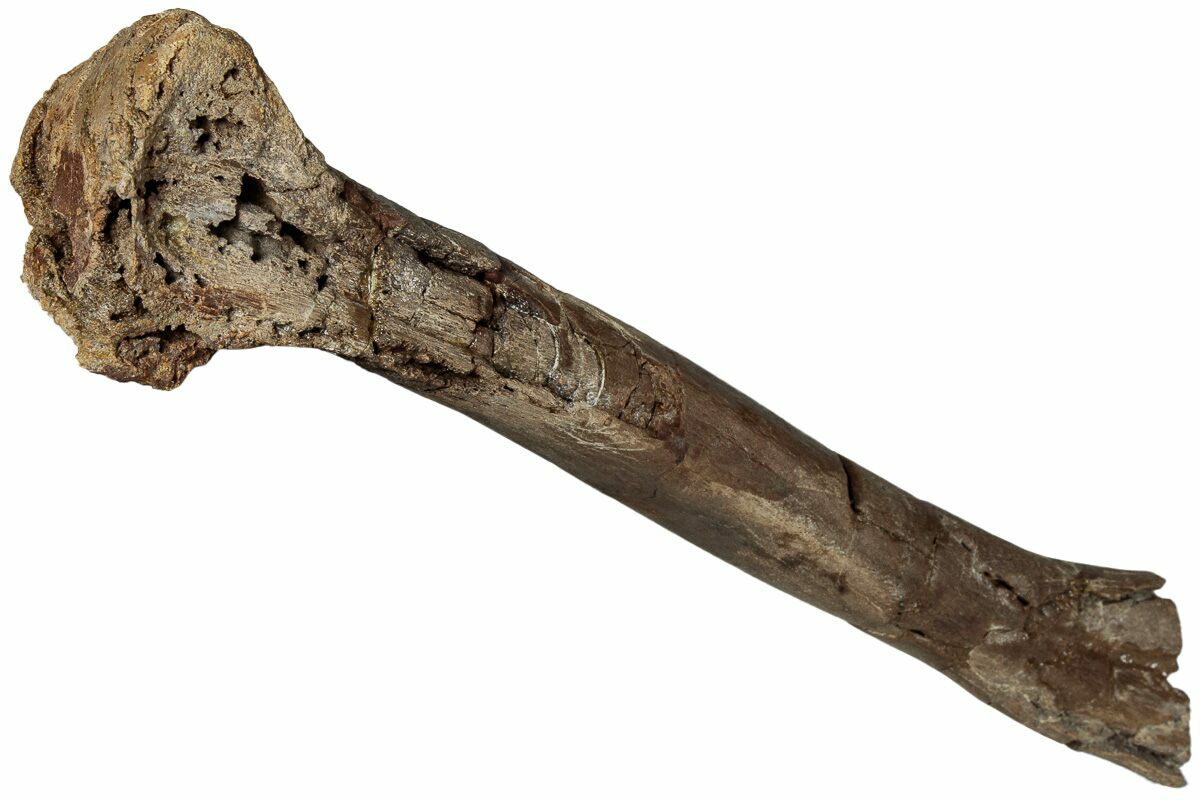 Edmontosaurus Ilium (Hip Bone) - Lance Fm. - Niobrara Co., WY