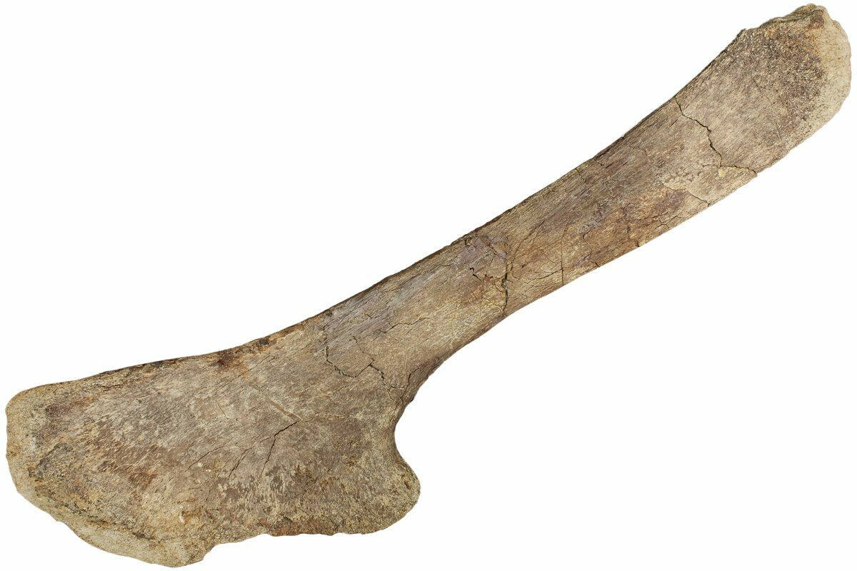 Edmontosaurus Ilium (Hip Bone) - Lance Fm. - Niobrara Co., WY