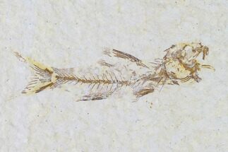 Fossil Fish (Amphiplaga) - Rare Species - Wyoming #108289