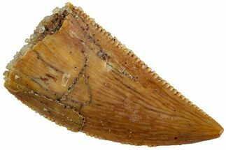 Serrated, Raptor Tooth - Real Dinosaur Tooth #233006
