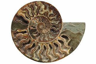 Cut & Polished Ammonite Fossil (Half) - Crystal Pockets #233658