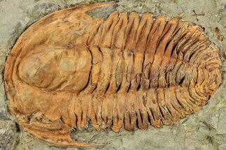 Middle Cambrian Hamatolenus Trilobite - Tinjdad, Morocco #233474