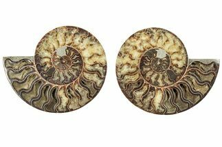 Cut & Polished, Agatized Ammonite Fossil - Madagascar #233766