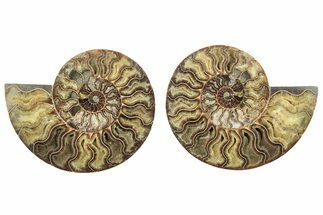 Cut & Polished, Agatized Ammonite Fossil - Madagascar #233767