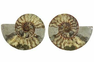 Cut & Polished, Agatized Ammonite Fossil - Madagascar #233779