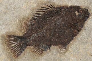 Elegant Fossil Fish (Cockerellites) - Wyoming #233847