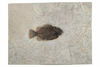 Elegant Fossil Fish (Cockerellites) - Wyoming #233853