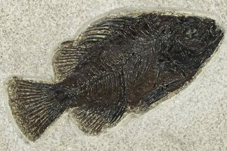 Fossil Fish (Cockerellites) - Wyoming #233891