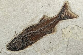 Uncommon Fish Fossil (Mioplosus) - Wyoming #233850
