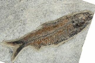 Eocene Fossil Fish (Knightia) - Wyoming #233870