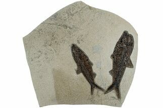 Multiple Fossil Fish (Knightia) Plate - Wyoming #233899