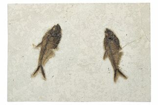 Multiple Fossil Fish (Diplomystus) Plate - Wyoming #233908