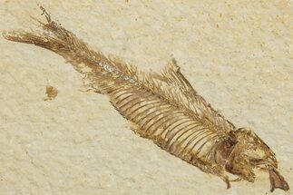 Fossil Fish (Knightia) - Wyoming #233149