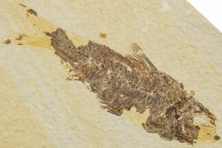 Fossil Fish (Knightia) - Wyoming #233152