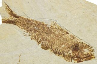 Fossil Fish (Knightia) - Wyoming #233162