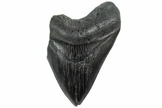 Partial, Fossil Megalodon Tooth #234013