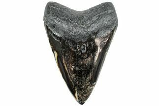 Fossil Megalodon Tooth - Polished Blade #234019