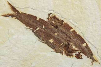 Two Detailed Fossil Fish (Knightia) - Wyoming #234204