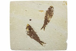 Two Detailed Fossil Fish (Knightia) - Wyoming #234209