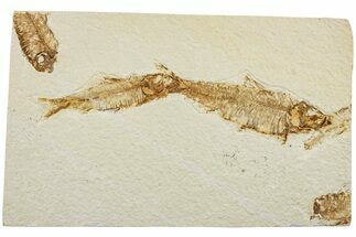 Two Detailed Fossil Fish (Knightia) - Wyoming #234214