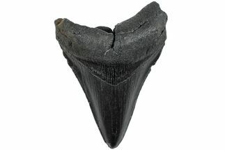 Serrated, Fossil Megalodon Tooth - South Carolina #234090