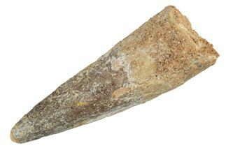 Fossil Spinosaurus Tooth - Real Dinosaur Tooth #234266