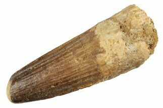 Fossil Spinosaurus Tooth - Real Dinosaur Tooth #234285