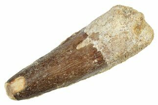 Fossil Spinosaurus Tooth - Real Dinosaur Tooth #234291