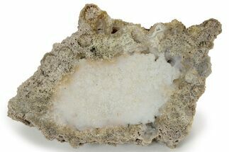Agatized Fossil Coral - Florida #234363