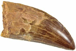 Serrated, Carcharodontosaurus Tooth - Real Dinosaur Tooth #234248