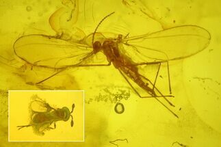 Fossil Fly (Diptera) & Wasp (Hymenoptera) In Baltic Amber #234405