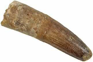 Fossil Spinosaurus Tooth - Real Dinosaur Tooth #234301