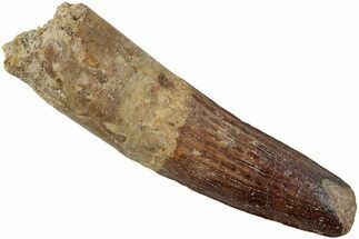 Fossil Spinosaurus Tooth - Partial Root #234307