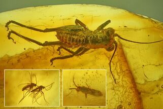 Detailed Fossil Bush Cricket (Tettigonioidea) In Baltic Amber #234469