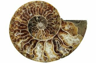 Cut & Polished Ammonite Fossil (Half) - Madagascar #234444