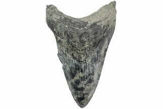 Serrated, Fossil Megalodon Tooth - South Carolina #234187