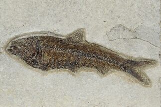 Eocene Fossil Fish (Knightia) - Wyoming #233866