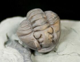 Enrolled Flexicalymene Trilobite With Bryozoan #14137