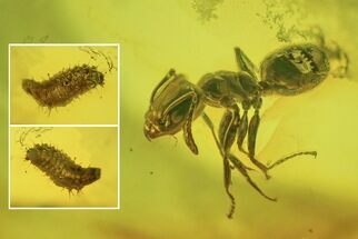 Fossil Beetle Larva and Ant In Baltic Amber #234472